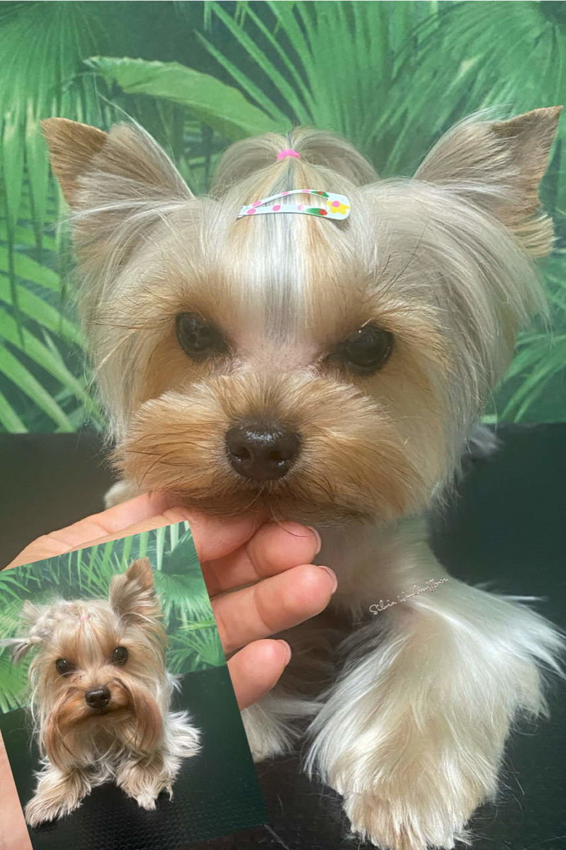 Yyorkshire Terrier