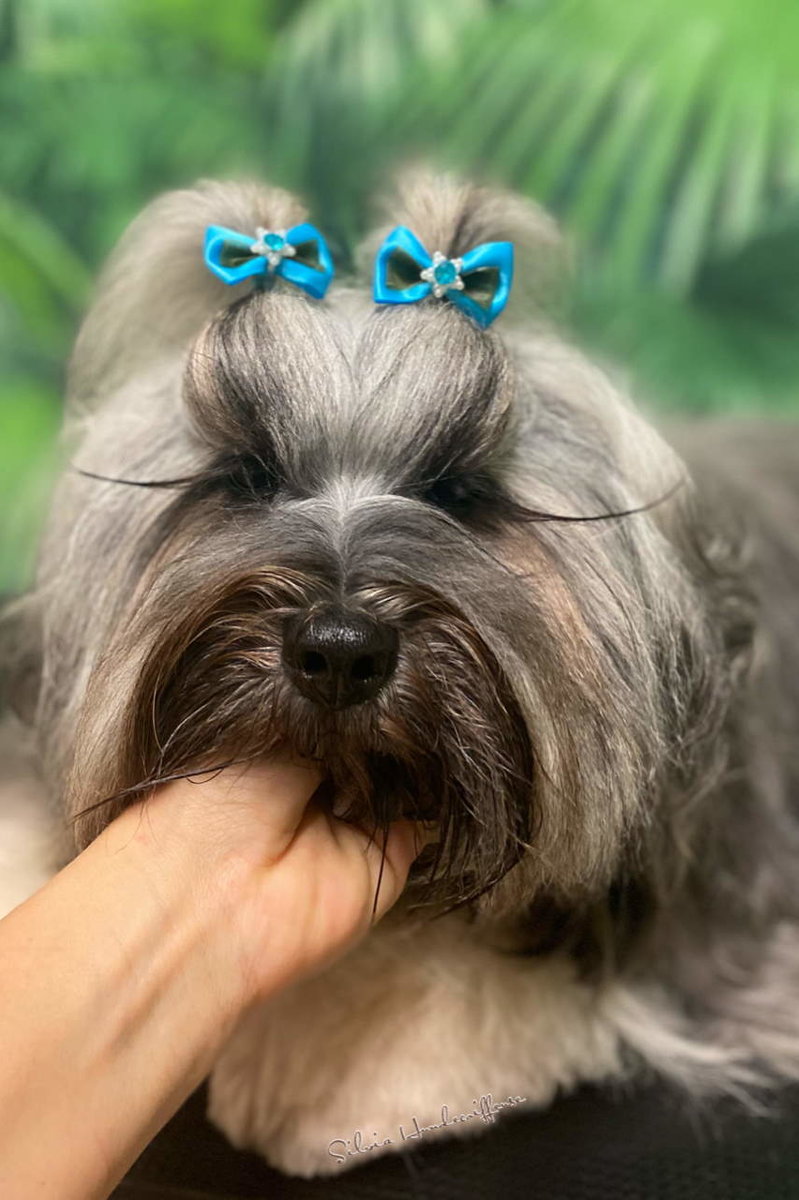 kleiner Hund mit langen Haaren