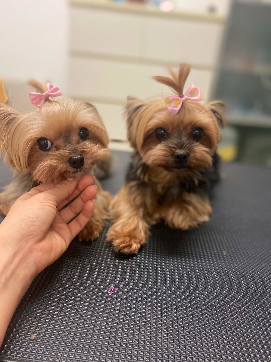 zwei kleine Hunde