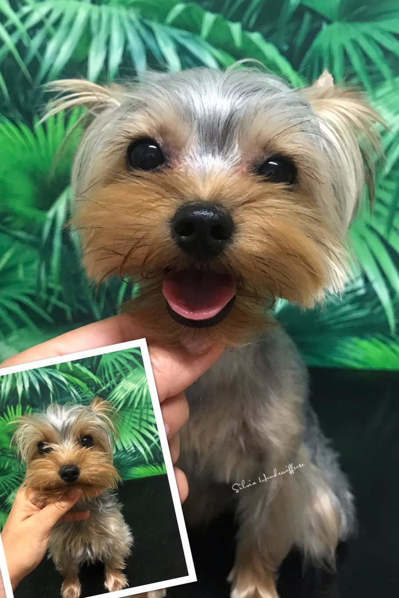 Hund mit langen Haaren